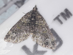 Larentiinae