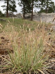 Danthonia unispicata