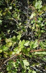 Ribes aciculare