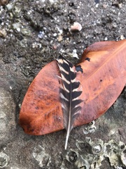 Melanerpes