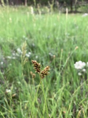 Carex hoodii