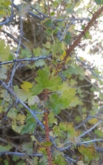 Ribes aciculare