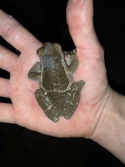 Trachycephalus vermiculatus