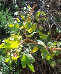 Ribes aciculare