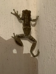 Trachycephalus vermiculatus