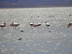 Phoenicoparrus andinus