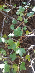 Ribes aciculare