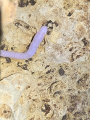 Ophisternon infernale