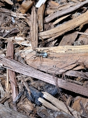 Lycosoidea