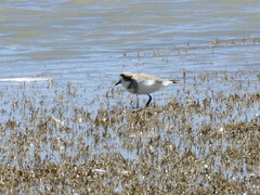 Charadrius alticola