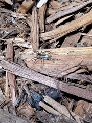 Lycosoidea