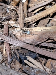 Lycosoidea