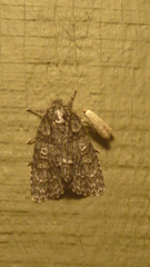 Acronicta impleta
