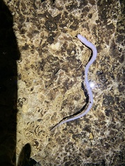 Ophisternon infernale