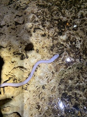 Ophisternon infernale