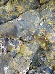 Sypharochiton pelliserpentis