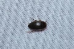 Copelatus chevrolati