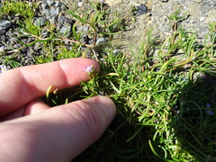 Spergularia bocconei