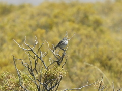 Geospizopsis unicolor