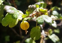 Ribes aciculare