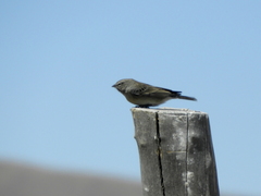 Geospizopsis unicolor