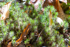 Polytrichum