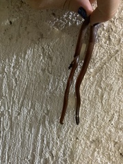 Coniophanes meridanus