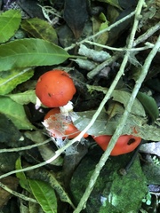 Leratiomyces erythrocephalus