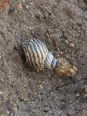 Echinolittorina