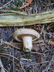 Lactarius aestivus