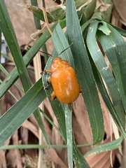 Podontia lutea