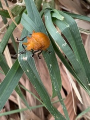 Podontia lutea