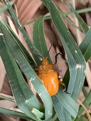 Podontia lutea