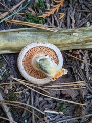 Lactarius aestivus
