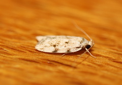 Barea nymphica