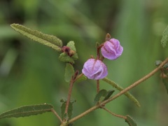 Thomasia paniculata