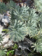 Tournefortia gnaphalodes