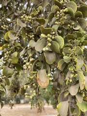 Phoradendron leucarpum