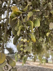 Phoradendron leucarpum