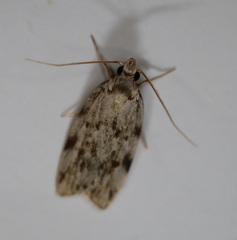 Barea nymphica