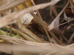 Itoplectis conquisitor