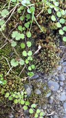 Epilobium nummulariifolium