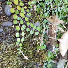 Epilobium nummulariifolium