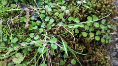 Epilobium nummulariifolium