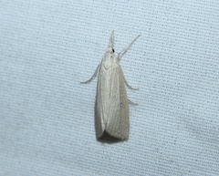Eoreuma densellus