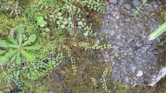 Epilobium nummulariifolium