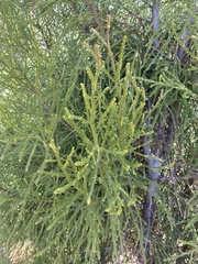 Lepidothamnus intermedius