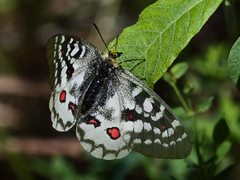 Parnassius clodius