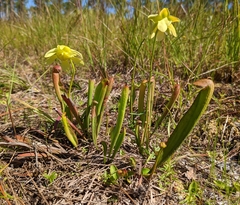 Sarracenia minor