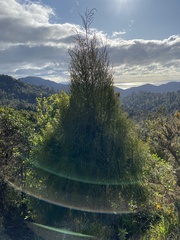 Lepidothamnus intermedius